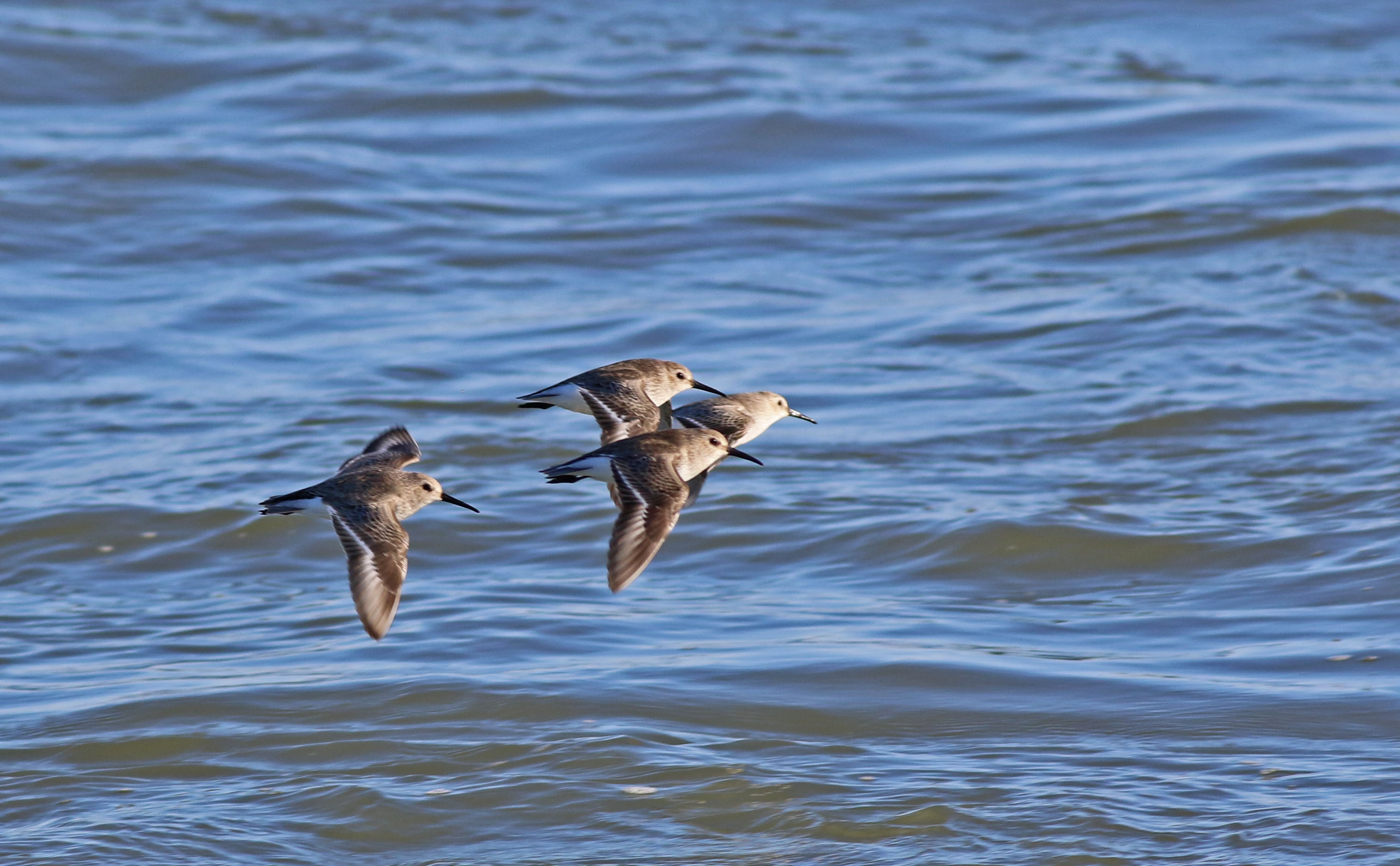 Dunlin